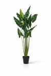 Alocasia Taro Künstlich H: 160cm