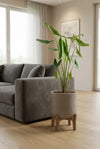 Alocasia zebrina