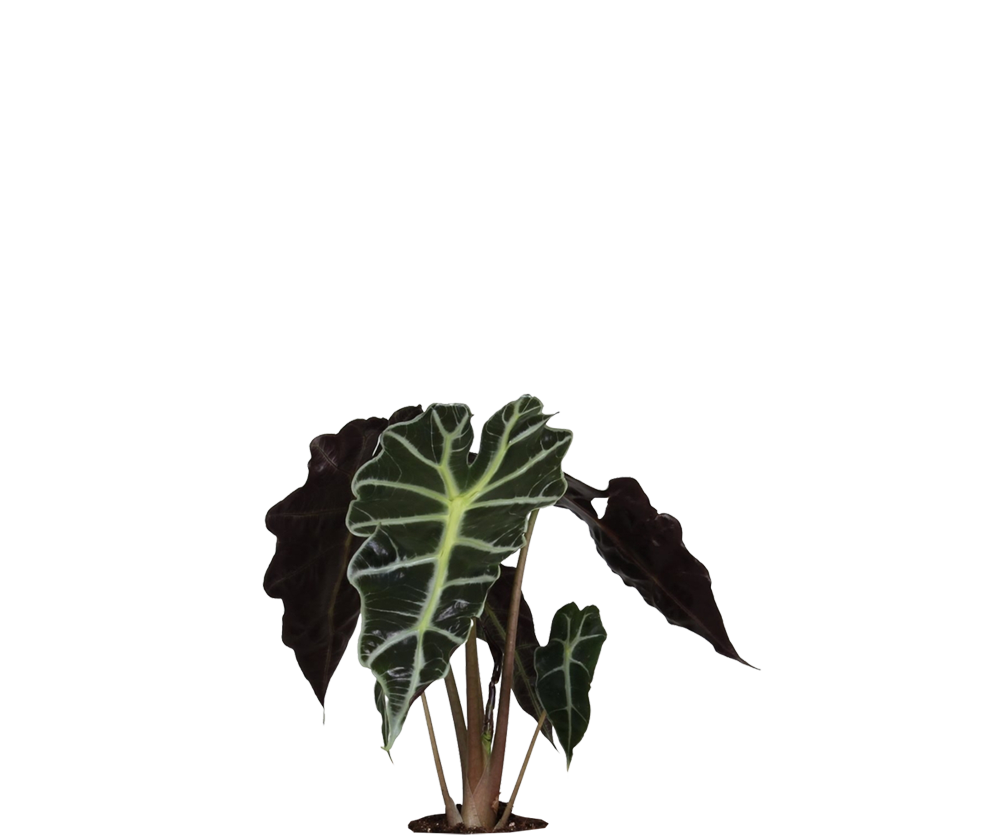 Alocasia Polly Ø:12 H:40 cm