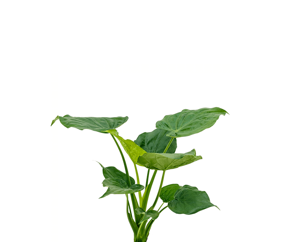 Alocasia Cucullata Ø:19 H:70 cm