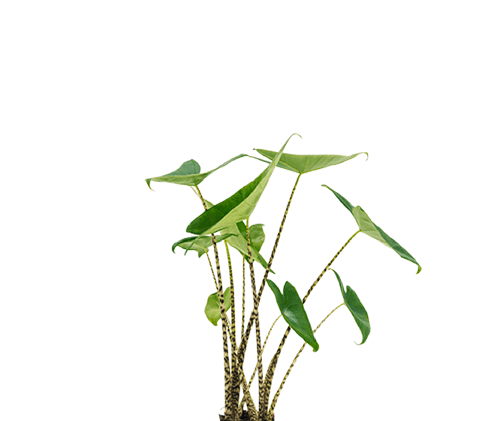 Alocasia zebrina Ø:17 H:70 cm
