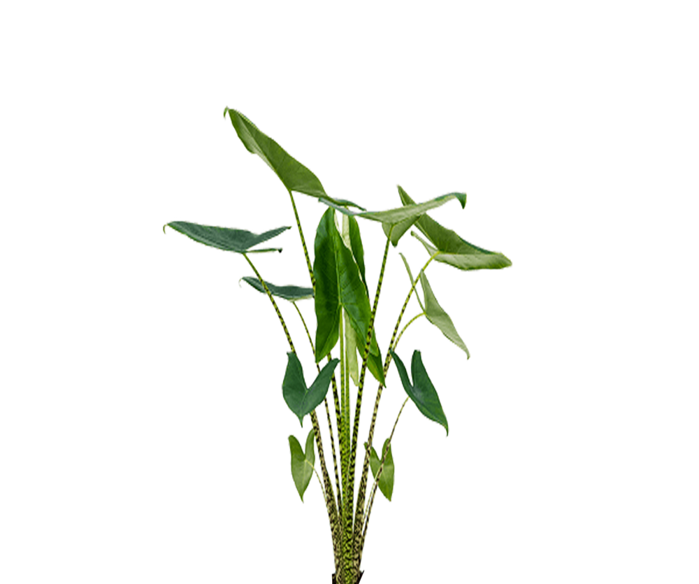 Alocasia zebrina Ø:24 H:100 cm