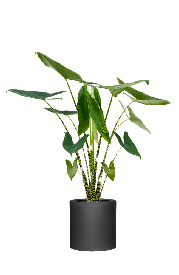 Alocasia zebrina Ø:24 H:100 cm