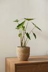 Alocasia zebrina