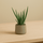 Aloe Vera Ø:12 H:25 cm