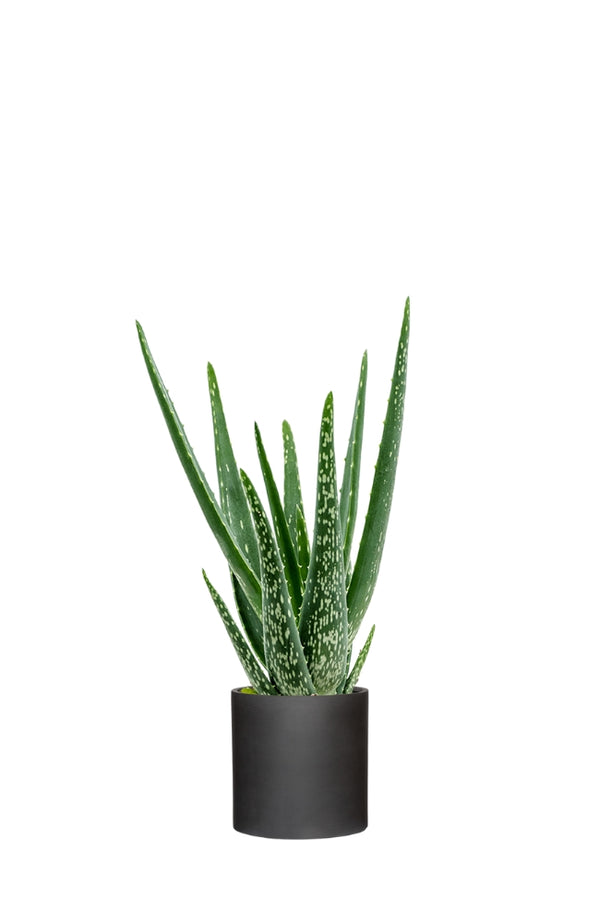 Aloe Vera Ø:10,5 H:35 cm