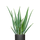 Aloe Vera Ø:17 H:55 cm