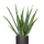 Aloe Vera Ø:25 H:60 cm