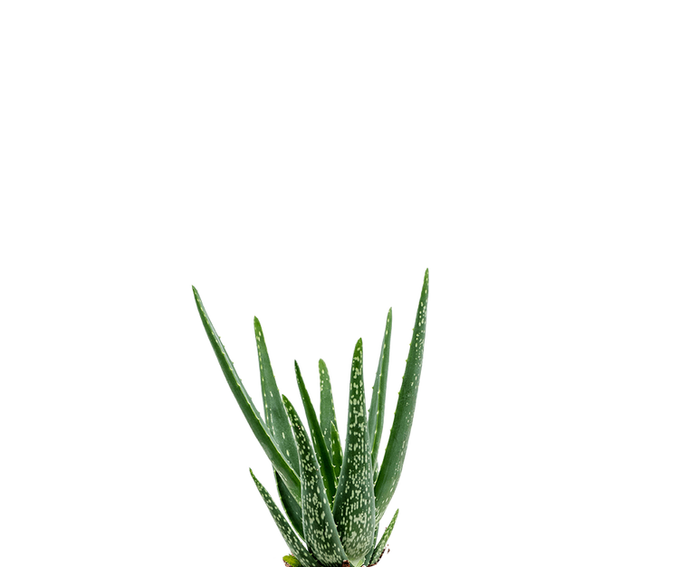 Aloe Vera Ø:10,5 H:35 cm