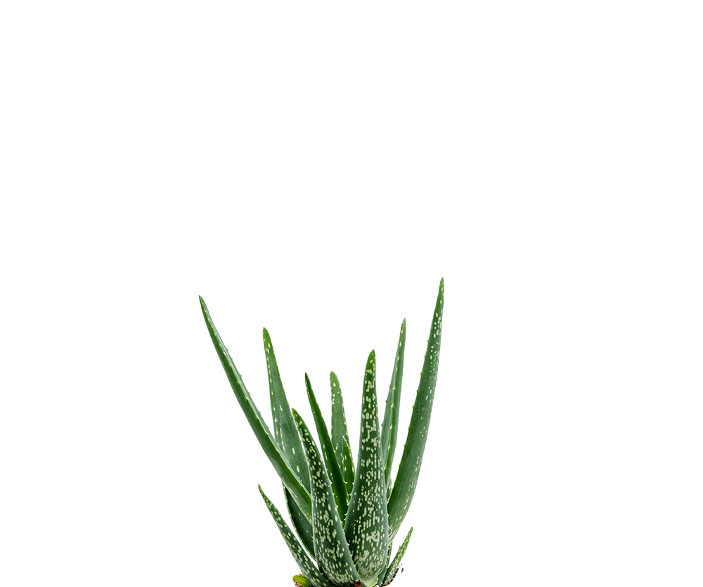 Aloe Vera Ø:12 H:25 cm