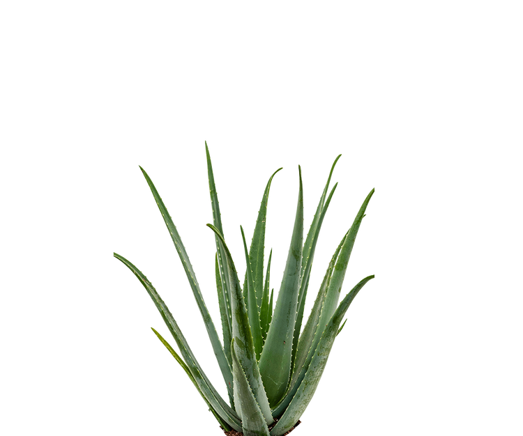 Aloe Vera Ø:25 H:65 cm