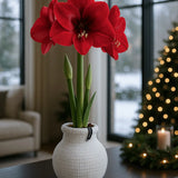 Amaryllis Zwiebel Cozy Weiß