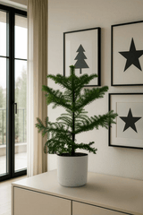 Araucaria heterophylla Ø:17 H:50 cm