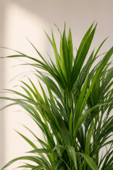 Areca Goldfruchtpalme Wedel — federleichte grüne Wedel der Dypsis lutescens