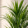 Areca Goldfruchtpalme Wedel — federleichte grüne Wedel der Dypsis lutescens