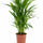 Areca Goldfruchtpalme Zimmerpflanze — tropischer Palmen-Flair für helle Wohnräume