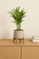 Areca - Goldfruchtpalme Ø:12 H:40 cm