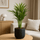 Areca - Goldfruchtpalme Ø:14 H:50 cm