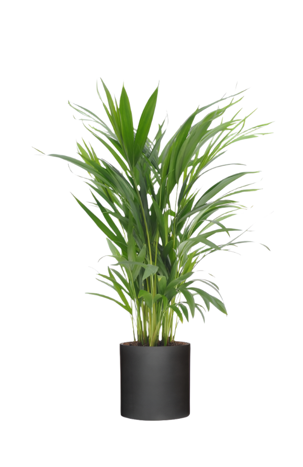 Areca - Goldfruchtpalme Ø:17 H:65 cm