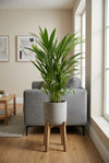 Areca - Goldfruchtpalme
