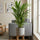 Areca - Goldfruchtpalme - Finestgreen