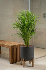 Areca - Goldfruchtpalme - Finestgreen