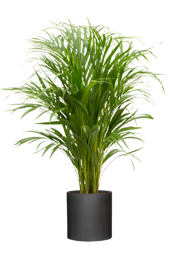 Areca - Goldfruchtpalme Ø:24 H:120 cm