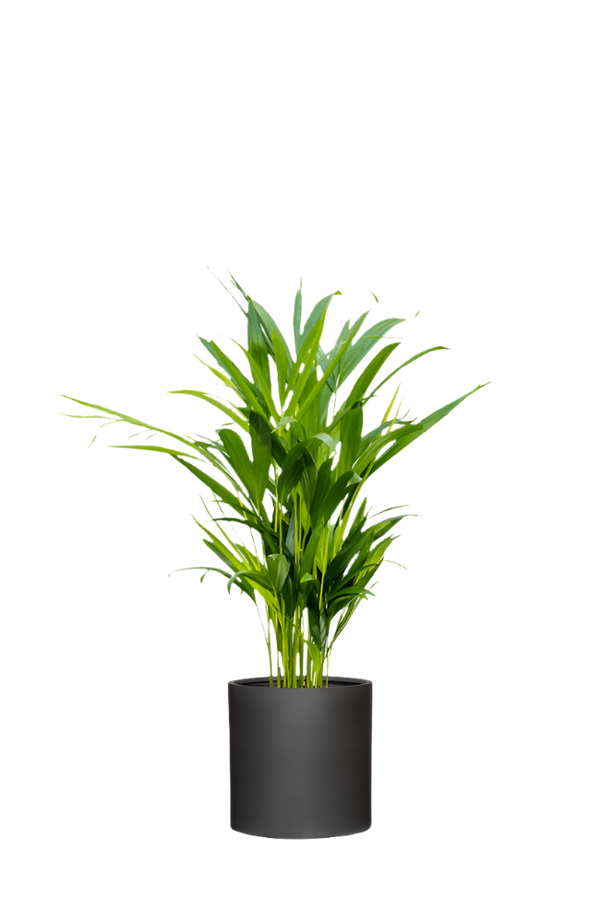 Areca - Goldfruchtpalme Ø:14 H:50 cm