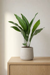 Aspidistra Elatior – Eisenpflanze