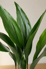 Aspidistra Elatior – Eisenpflanze