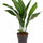 Aspidistra Elatior – Eisenpflanze