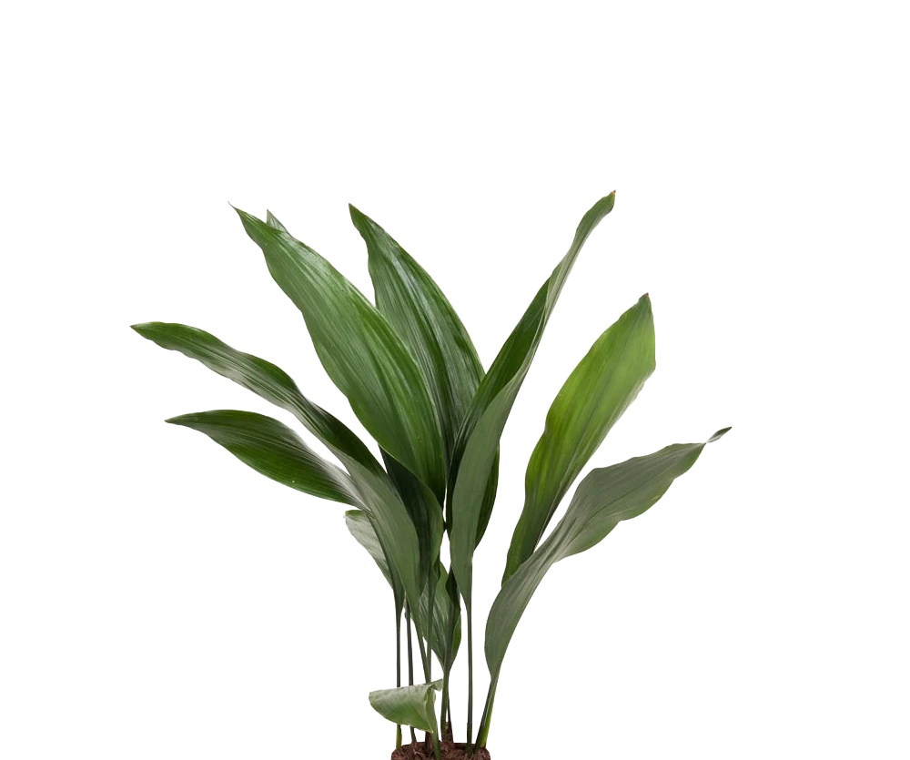 Aspidistra Elatior – Eisenpflanze