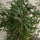 Bambus - Fargesia Rufa - Finestgreen