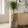 Beaucarnea Recurvata – Elefantenfuß Ø:27 H:120 cm Finestgreen 