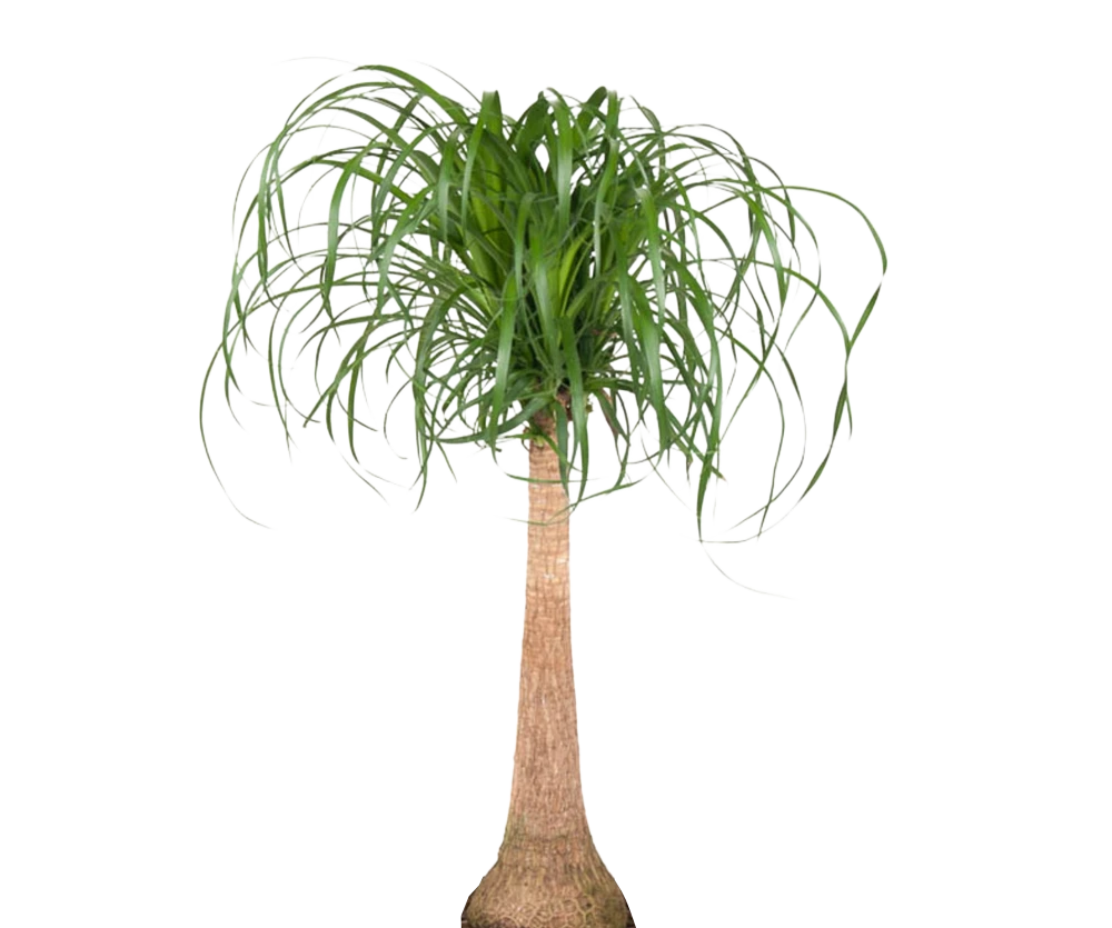 Beaucarnea Recurvata – Elefantenfuß