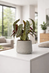 Begonia Maculata Ø:12 H:20 cm