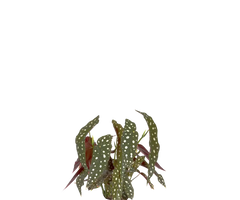 Konfigurator
