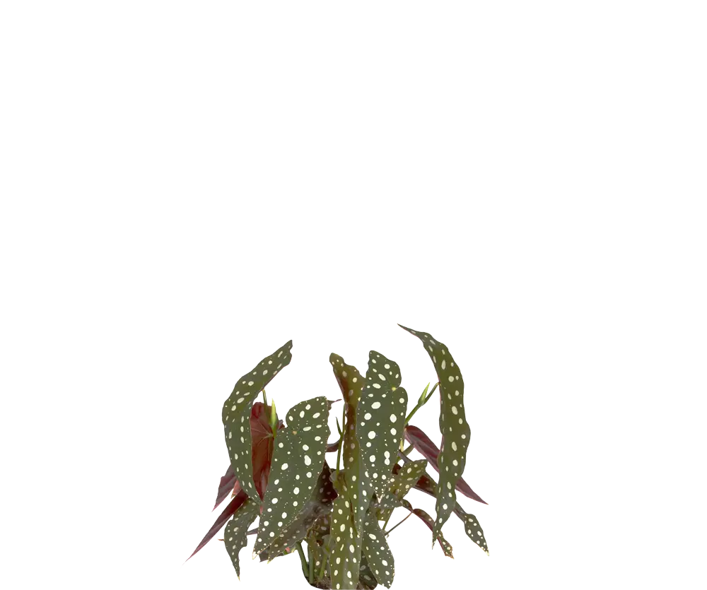 Begonia Maculata Ø:12 H:20 cm