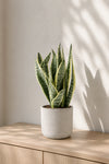 Bogenhanf - Sansevieria laurentii