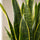 Bogenhanf - Sansevieria laurentii