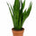 Bogenhanf - Sansevieria zeylanic