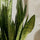 Close-up of Bogenhanf (Sansevieria zeylanica) plant leaves from Ammerlaan The Green Innovator, showcasing vibrant green tones.