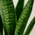 Bogenhanf - Sansevieria zeylanica Ø:17 H:60 cm