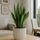 Bogenhanf - Sansevieria zeylanica Ø:17 H:60 cm