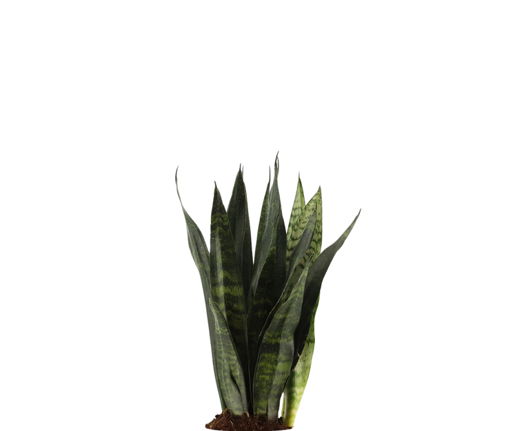 Bogenhanf - Sansevieria Black Coral Ø:12 H:35 cm