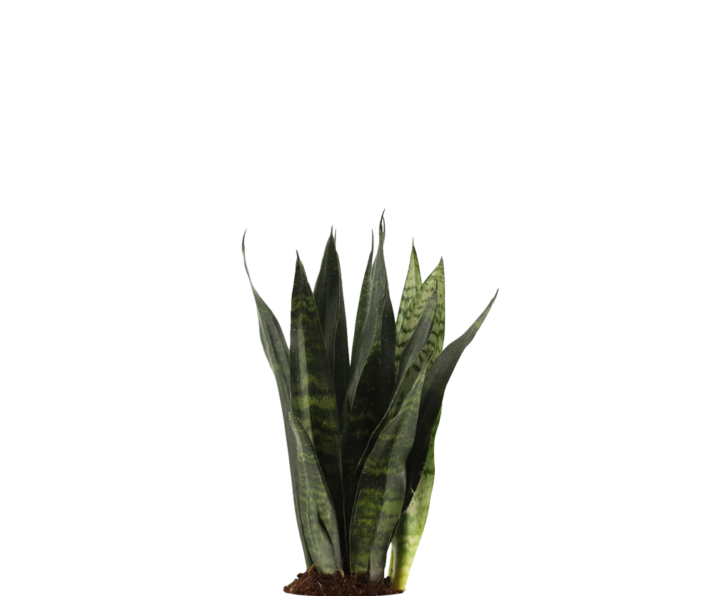 Bogenhanf - Sansevieria Black Coral