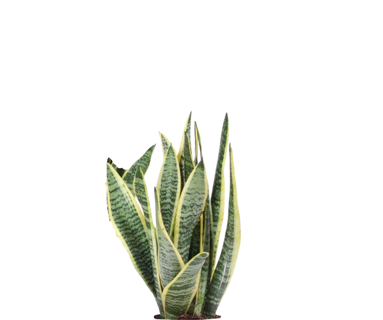 Bogenhanf - Sansevieria laurentii Ø:12 H:40 cm