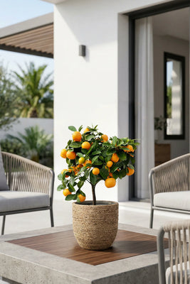 Citrus Calamondin - Calamondin Orange