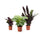 Calathea-Trio: Calathea Medallion, Calathea Orbifolia und Calathea Lancifolia im Kulturtopf Ø 14 cm – freigestellt
