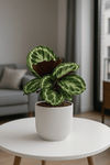 Calathea Medallion - Korbmarante Ø:14 H:40 cm